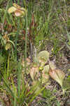 Purple pitcherplant